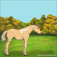 Horse Color:White Spotted Palomino 