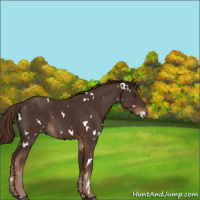 Horse Color:White Spotted Liver Chestnut 