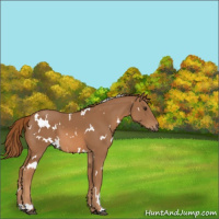 Horse Color:White Spotted Chestnut