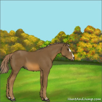 Horse Color:Chocolate Palomino Sabino 