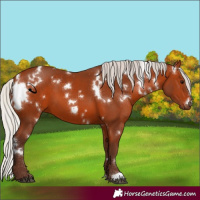 Horse Color:White Spotted Silver Bay 