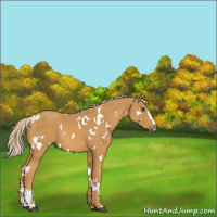 Horse Color:White Spotted Palomino Sabino