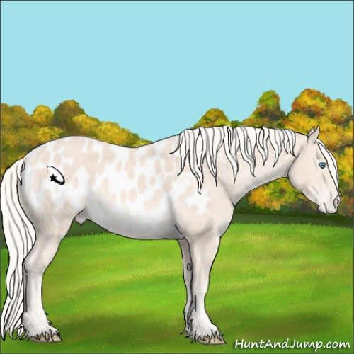 Horse Color:Cremello Sabino Appaloosa 