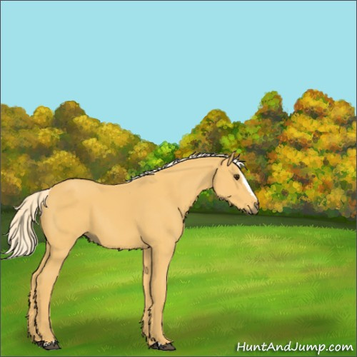 Horse Color:Palomino Sabino 