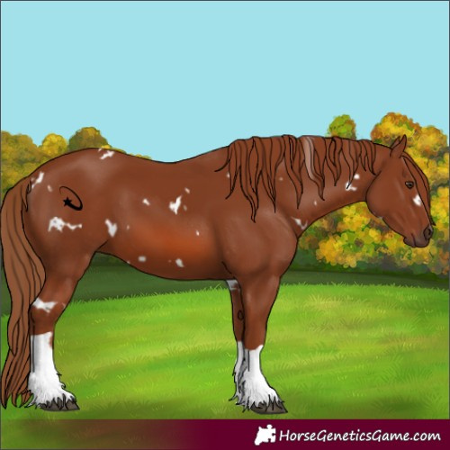 Horse Color:White Spotted Chestnut Tobiano 