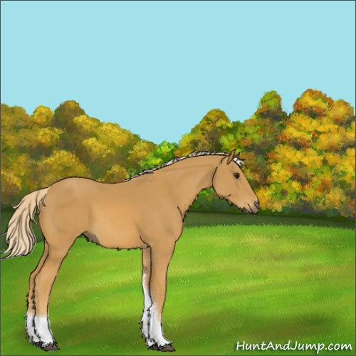 Horse Color:Palomino Tobiano 