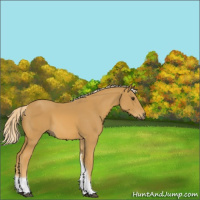 Horse Color:Palomino Tobiano