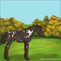 Horse Color:White Spotted Liver Chestnut 