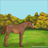 Horse Color:Chestnut Sabino