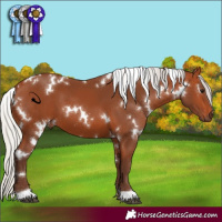Horse Color:White Spotted Silver Bay 