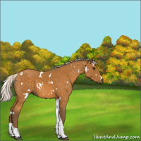 Horse Color:White Spotted Silver Buckskin Tobiano