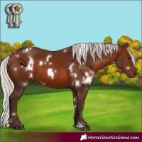 Horse Color:White Spotted Silver Brown