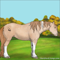 Horse Color:Gold Champagne Tobiano