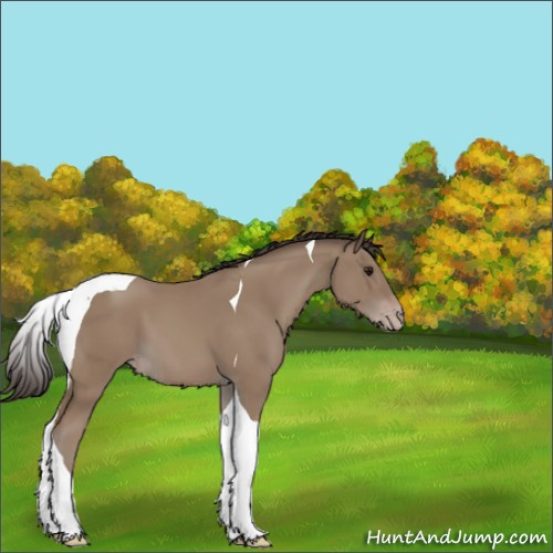Horse Color:Classic Champagne Tobiano 