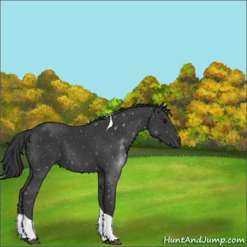 Horse Color:Unknown 