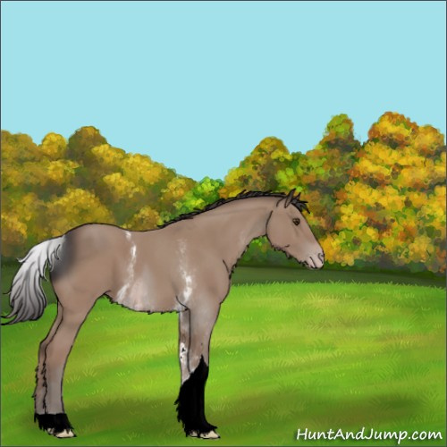 Horse Color:ERROR: UNKNOWN ANOMALY