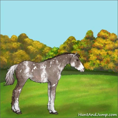 Horse Color:White Spotted Liver Chestnut 