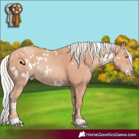Horse Color:White Spotted Silver Classic Champagne 