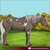 Horse Color:White Spotted Silver Black 