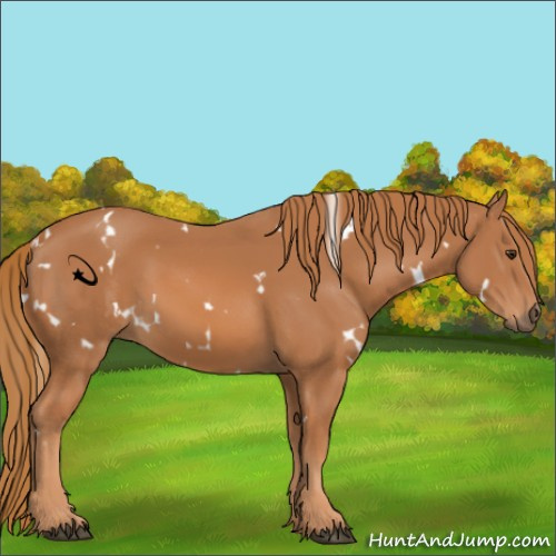 Horse Color:White Spotted Chestnut 