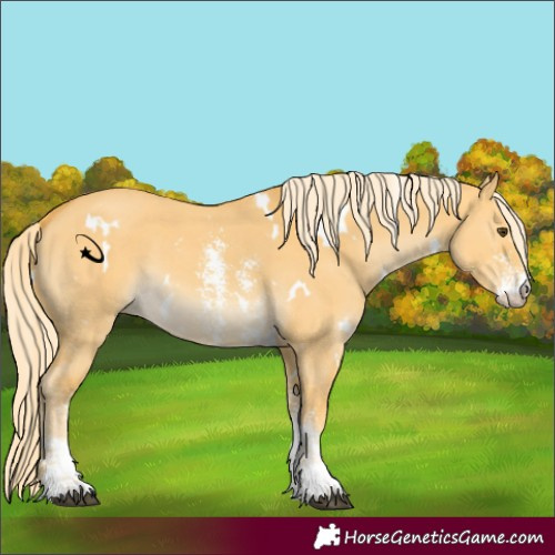 Horse Color:White Spotted Palomino Dun Sabino 