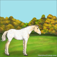 Horse Color:White Spotted Palomino Sabino Appaloosa 