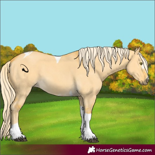 Horse Color:Palomino Dun Sabino Tobiano