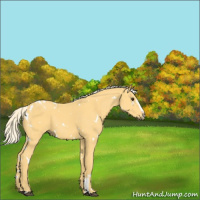 Horse Color:White Spotted Palomino Sabino 