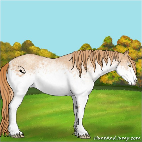 Horse Color:White Spotted Gold Champagne 