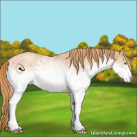 Horse Color:White Spotted Gold Champagne