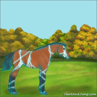 Horse Color:Thunderstruck Bay 