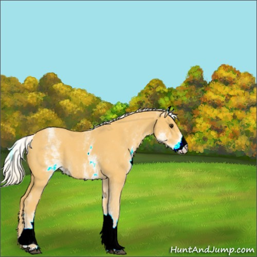 Horse Color:White Spotted Palomino