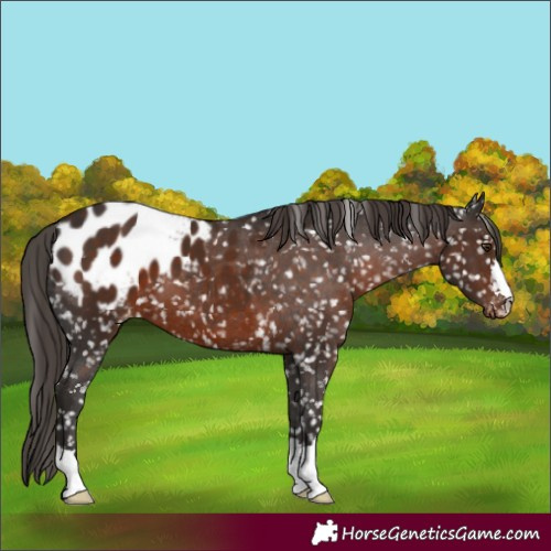 Horse Color:Liver Chestnut Appaloosa 