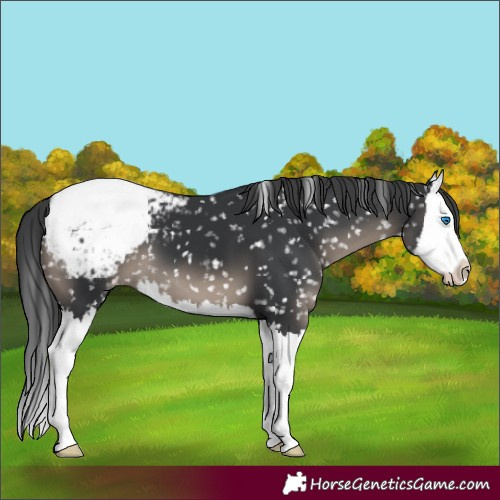 Horse Color:Black Mushroom Splash Appaloosa 