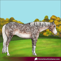 Horse Color:Liver Chestnut Mushroom Appaloosa 