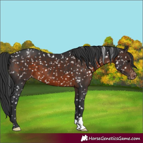 Horse Color:Brown Appaloosa 