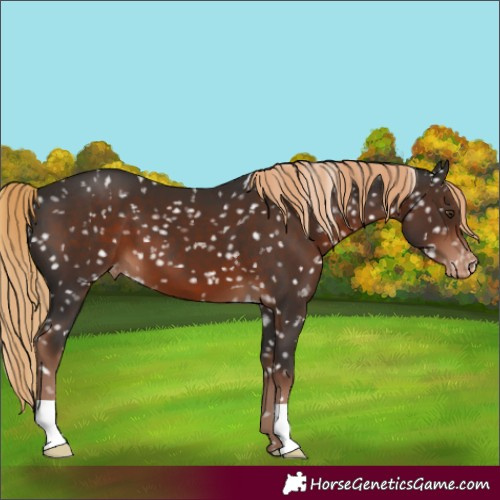 Horse Color:Liver Chestnut Appaloosa
