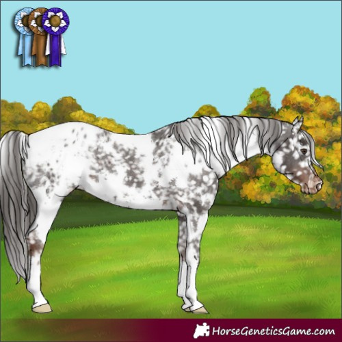Horse Color:White Spotted Liver Chestnut Appaloosa 