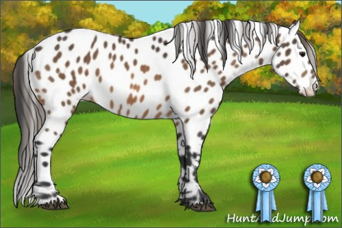 Horse Color:Buckskin Near Leopard