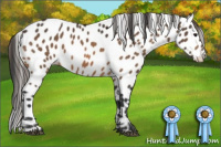 Horse Color:Buckskin Near Leopard