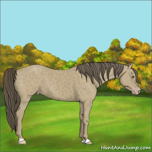 Horse Color:Unknown 