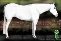 Horse Color:Buckskin Leopard 