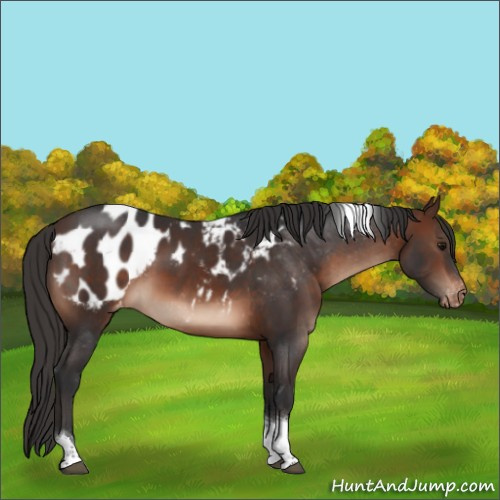 Horse Color:Brown Mushroom Tobiano Appaloosa 