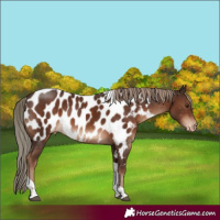 Horse Color:Liver Chestnut Tobiano Near Leopard