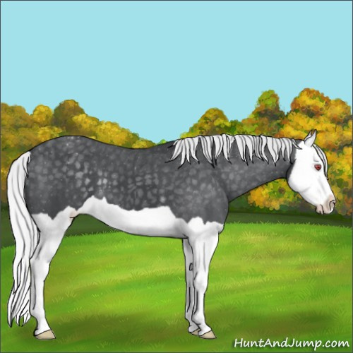Horse Color:Silver Black Chinchilla Splash Appaloosa 