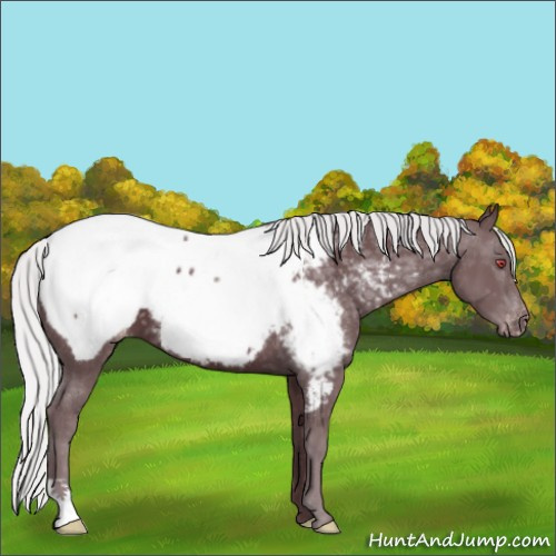 Horse Color:Chocolate Silver Black Chinchilla Appaloosa 