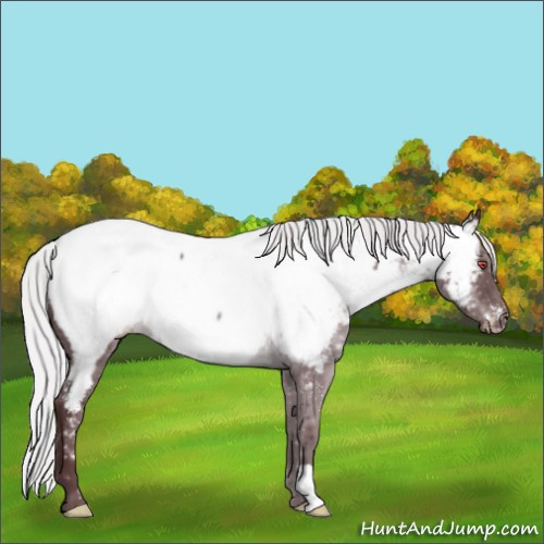 Horse Color:Chocolate Silver Black Chinchilla Appaloosa 