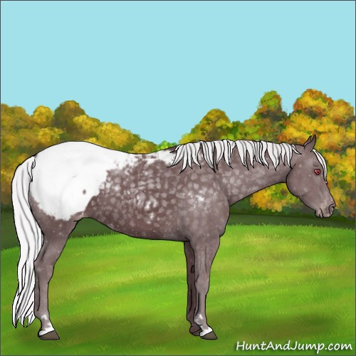 Horse Color:Chocolate Silver Black Chinchilla Appaloosa 