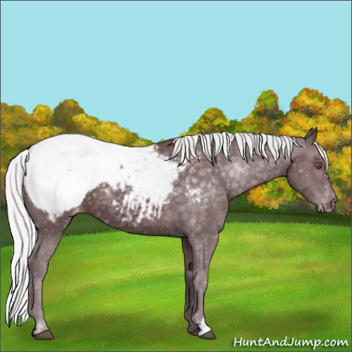 Horse Color:Chocolate Silver Black Chinchilla Appaloosa