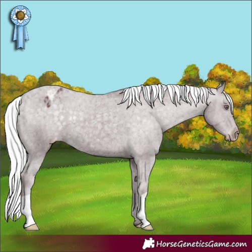 Horse Color:Chocolate Silver Black Chinchilla Appaloosa 